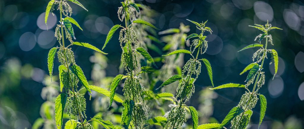 Common stinging nettle - Urtica dioica, close up