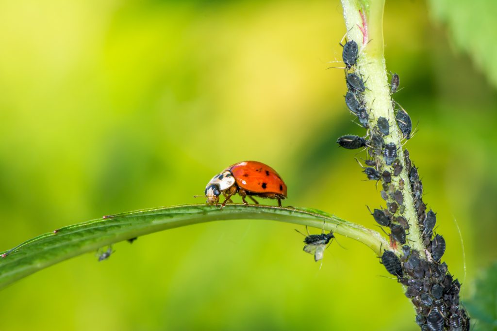 Biological pest control - ladybug eating aphids