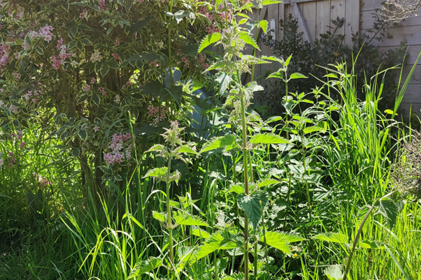 Nettles growing in a garden, in front of an ornamental shrub